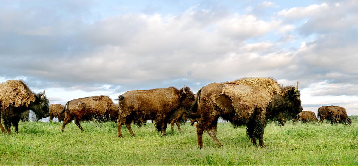 The Honest Bison