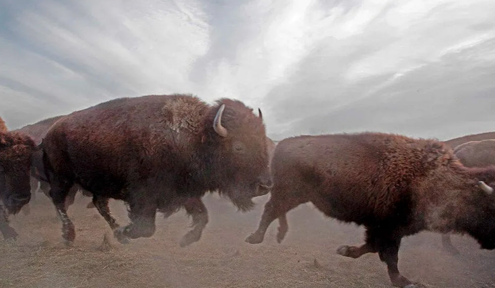 Introducing Land-to-Market Verified Bison.