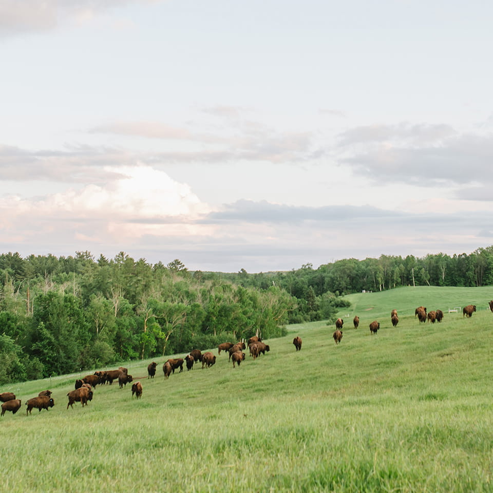 The Honest Bison