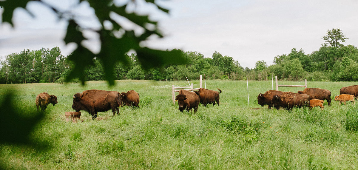 The Honest Bison
