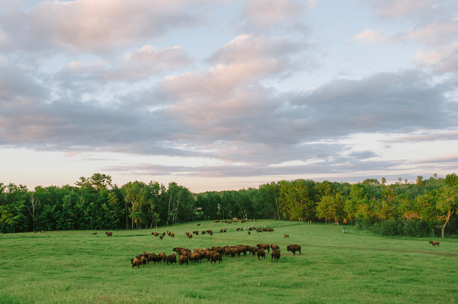grassfed bison is better