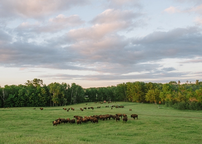 bison pastures