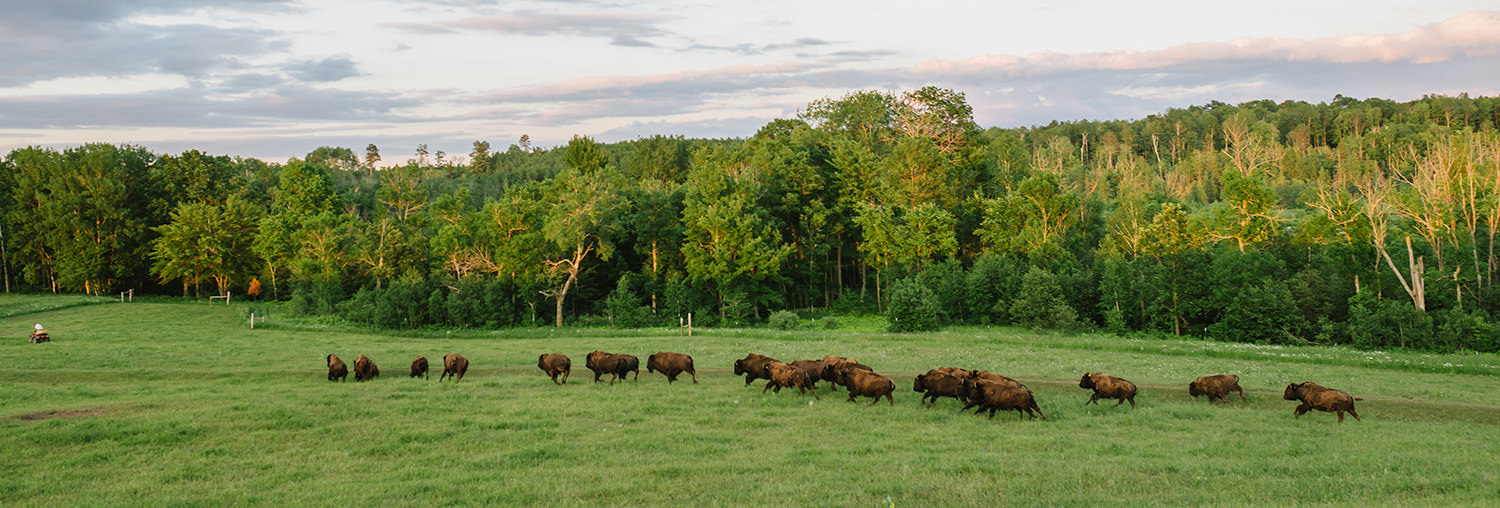 honest bison faq