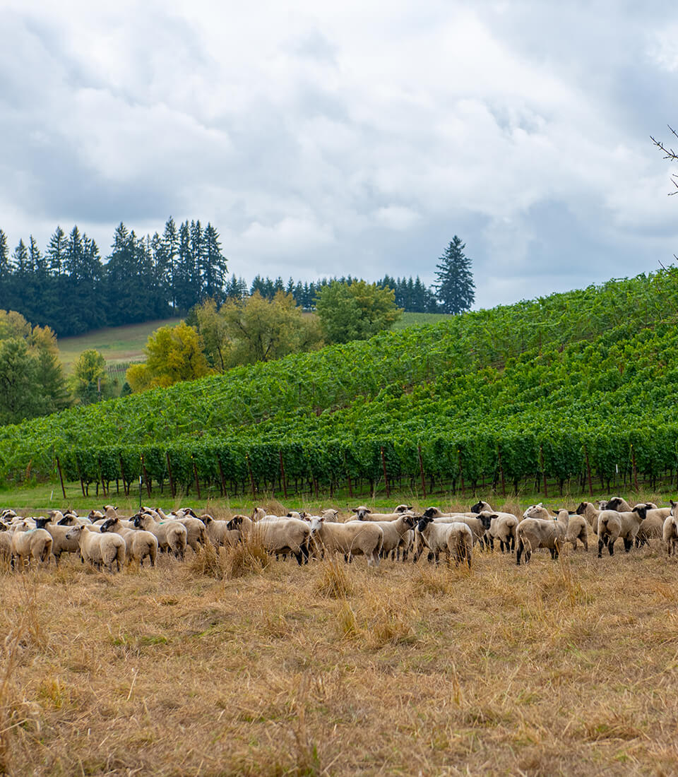 Essential Ground Lamb Organ Blend